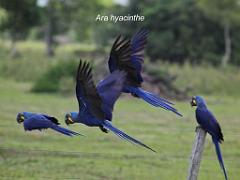 101PARC AUX OISEAUX DANS L AIN 2016 2_000016